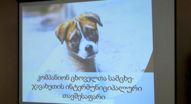 В Самцхе-Джавахети разработали программу приюта для бездомных животных