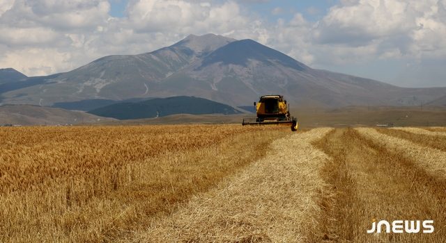 В этом году в Грузии хороший урожай пшеницы