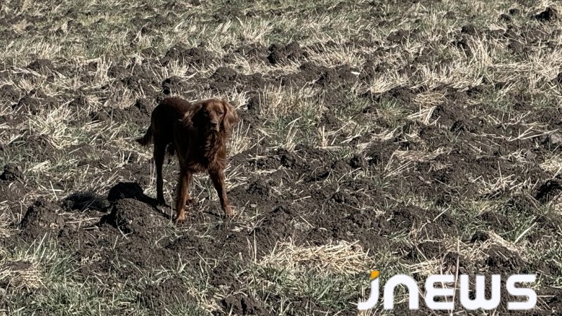 Беззащитные и внушающие страх — главная проблема для ахалкалакцев
