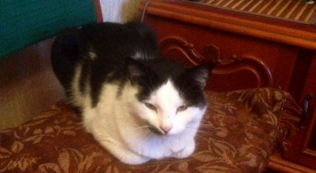 Пропал кот, хозяева обеспокоены