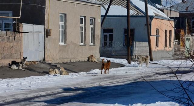 Проблема бездомных собак в Ахалкалаки – тема обсуждений в Сакребуло