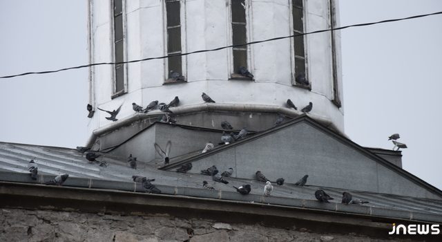 Охота на голубей довела до полиции