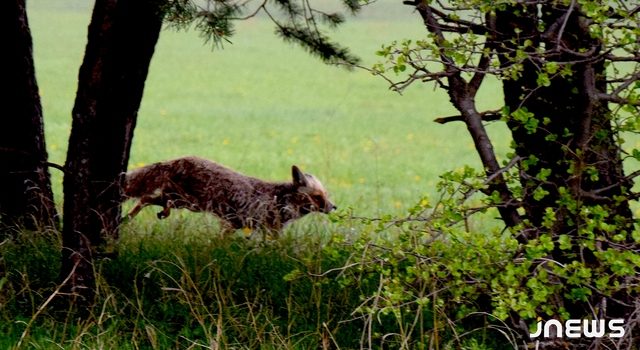 В пустых домах поселились лисы