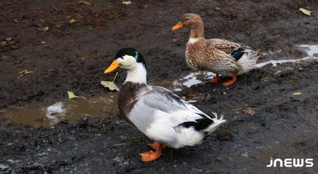 Редкие птицы вместо сена