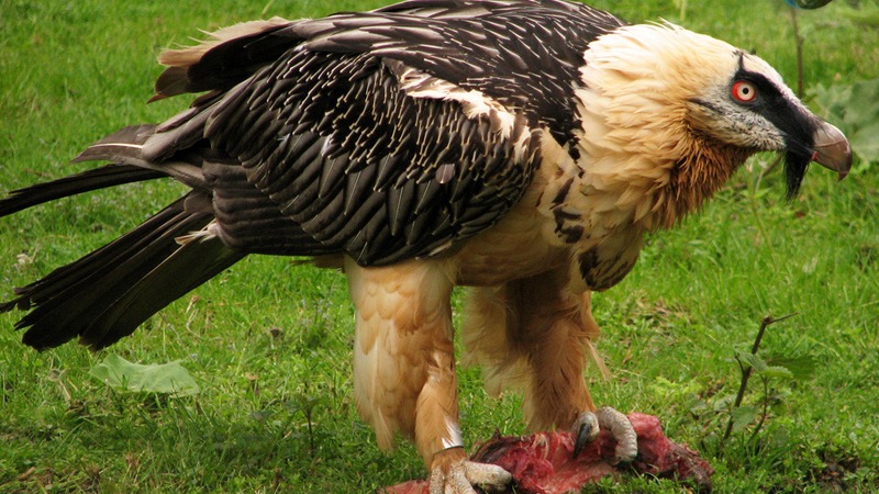 В Боржоми-Харагаульском парке спасли редкую дикую птицу JNEWS.ge