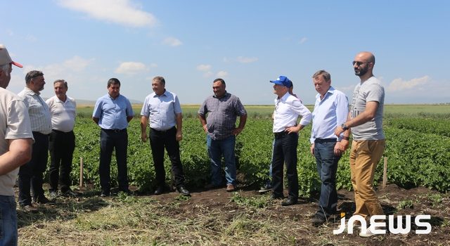 В Ахалкалаки испробовали новые сорта картофеля