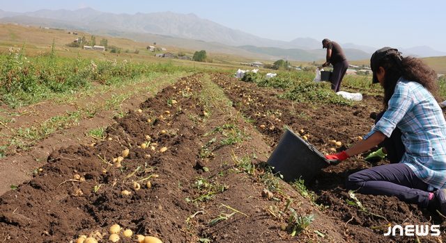 Цена картошки в этом году будет выше