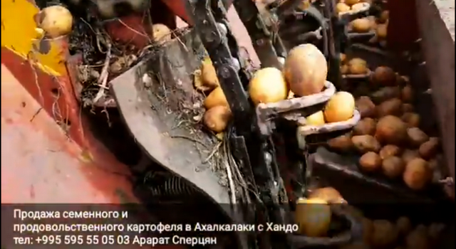 Семенной и продовольственный картофель (R) 