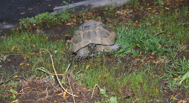 Пропала черепаха, необходимо найти и вернуть