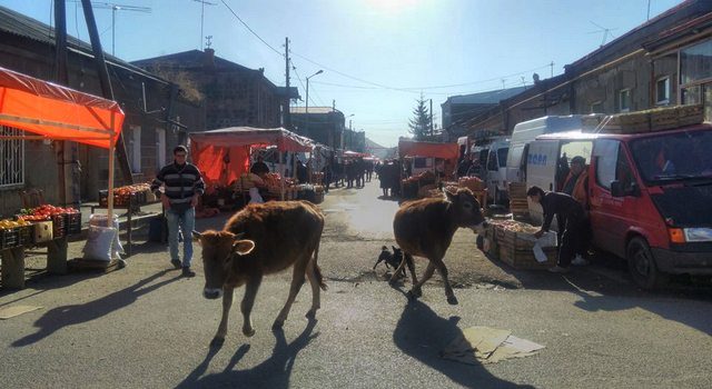 Коровы в центре города
