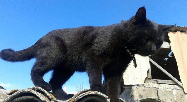 Хозяева кошки, отзовитесь