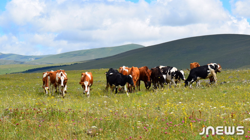Животноводство в Ахалкалакском муниципалитете: структура поголовья и тенденции