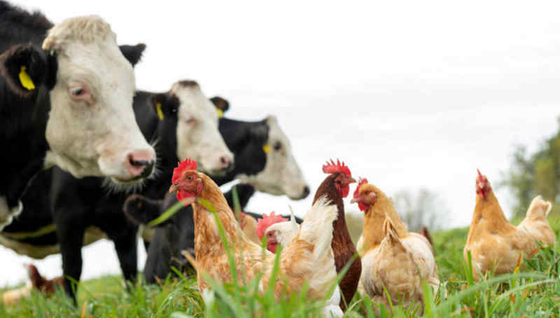 Վրաստանում խոշոր եղջերավոր անասունների գլխաքանակը նվազել է, մինչդեռ թռչունների քանակն աճել է