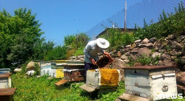 Пчеловодам Ахалкалаки расскажут о современном методе лечения