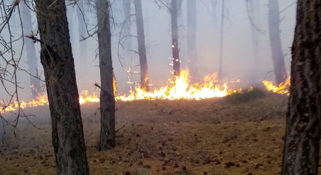 В Адигени тушат лесной пожар