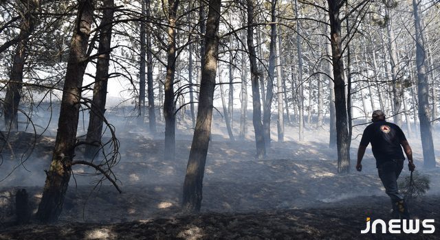 Пожар в лесном массиве, в Ахалкалаки локализован (Photo)
