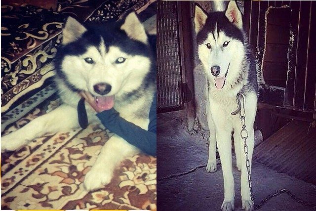 Пропала собака породы Хаски