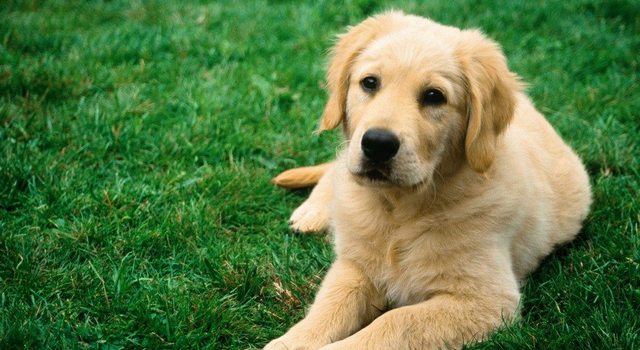 В Мартвильском муниципалитете выявлено бешенство