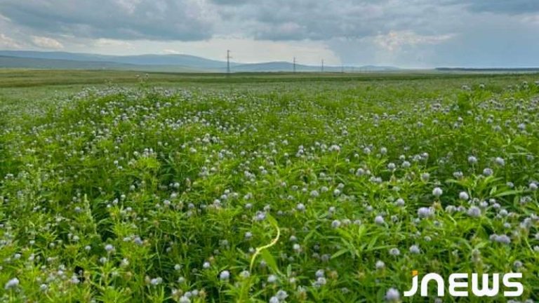 Какой урожай уцхо-сунели ожидают в Ахалкалаки в этом году