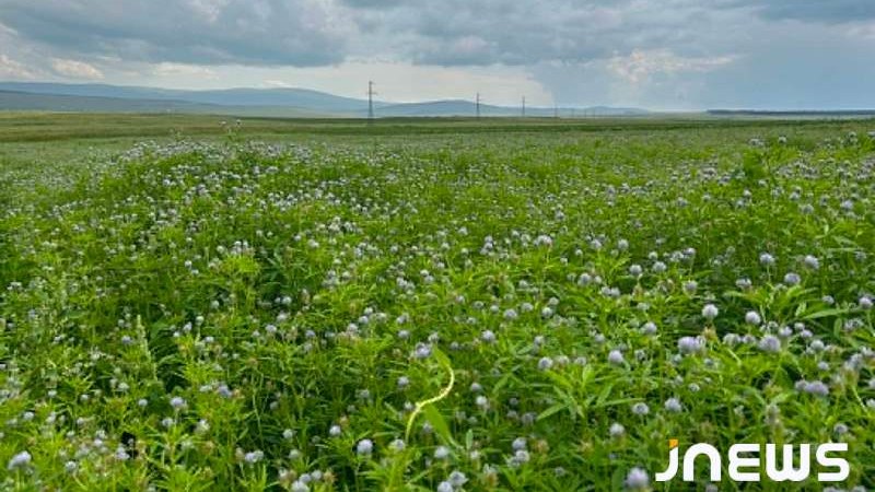 Какой урожай уцхо-сунели ожидают в Ахалкалаки в этом году