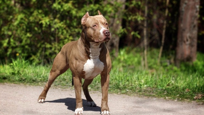 Правительство Грузии ввело мораторий на разведение собак: названы 10 пород