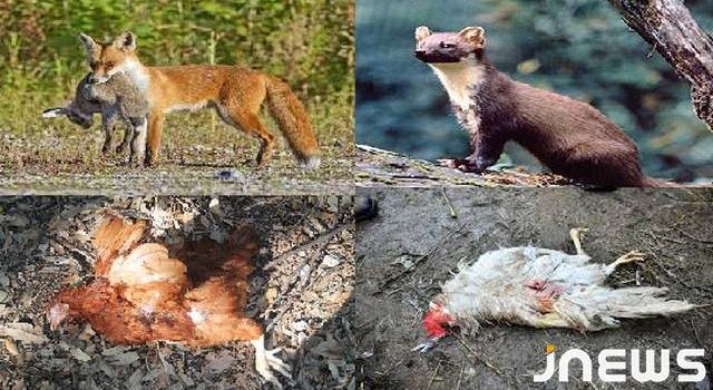 Осторожно! В Ниноцминда хищники