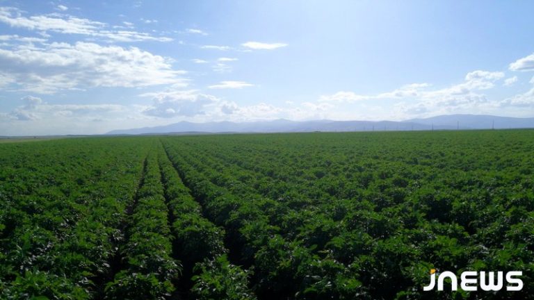 Глобальная нестабильность и картофелеводство в Ахалкалаки