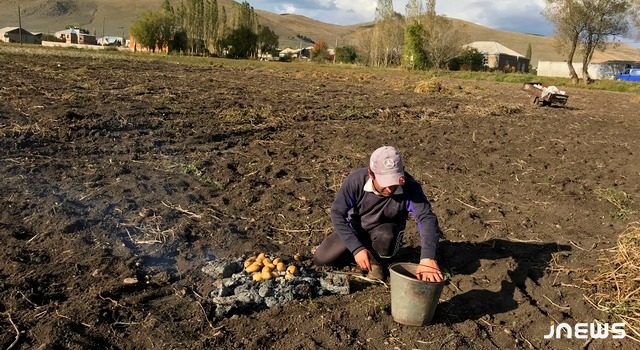 Традиционная картошка с навоза