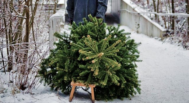 Ужесточился контроль над вырубкой деревьев