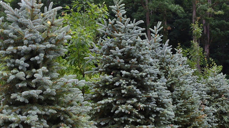 Ախալքալաքի զբոսայգիներում եղևիններ կտնկեն