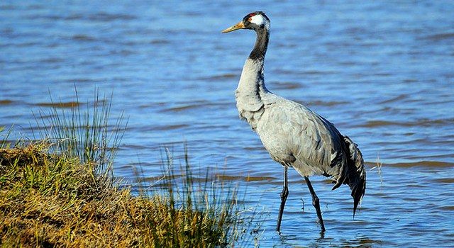 Исчезающий Кавказский журавль в Джавахети