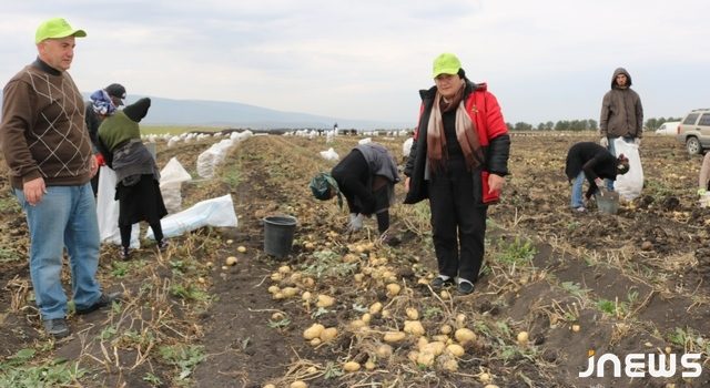 Определены подходящие столовые сорта картофеля для Джавахети (R)