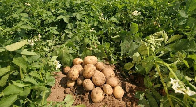 Рекордно низкая цена на картофель нового урожая в Грузии