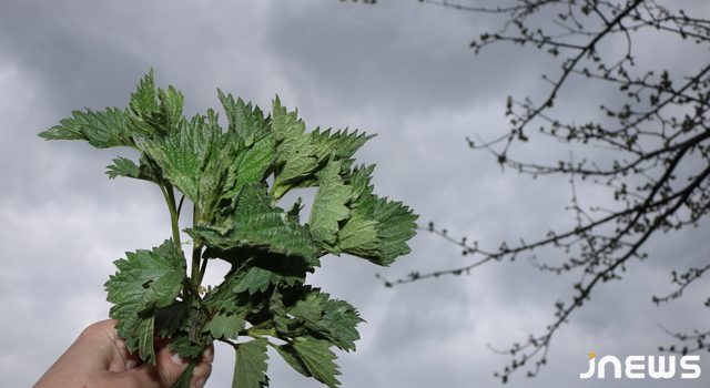 Вкус Джавахети: кулеш с крапивой